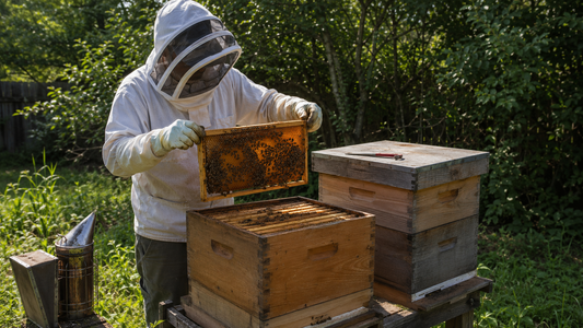 Backyard beekeeper examining a hive frame during a July inspection